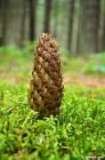 Pinecone