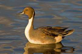 Pintail