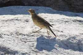 Pipit