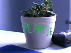 Plantie