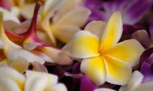 Plumeria