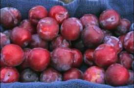 Plums