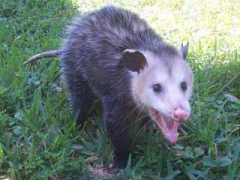 Possum