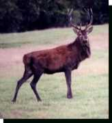 Reddeer