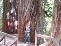 Redwoods