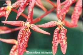 Renanthera