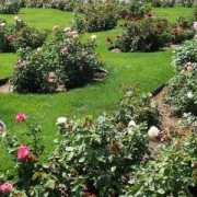 Rosegarden