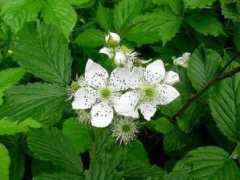 Rubus