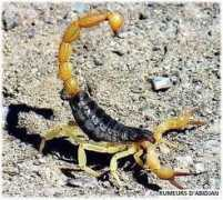 Scorpionn