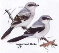 Shrike