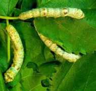 Silkworm