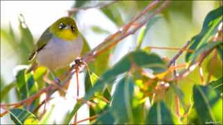 Silvereye