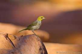 Silvereye