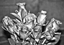 Silverrose