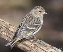 Siskin