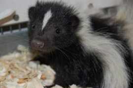 Skunki