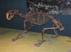 Smilodon