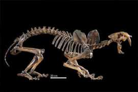 Smilodon