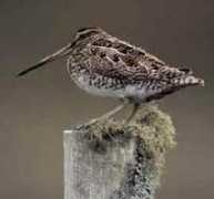 Snipe