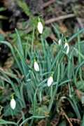 Snowdrops