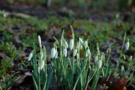 Snowdrops