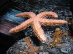 Starfish