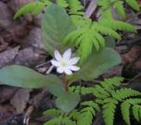 Starflower