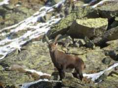 Steinbock