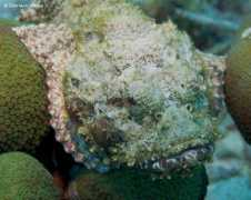 Stonefish