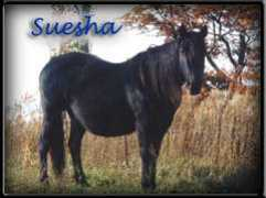 Suesha