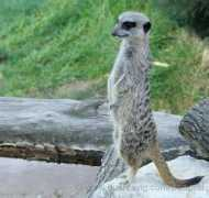 Suricate