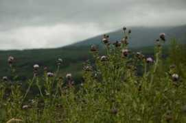 Thistles