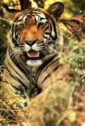 Tigres