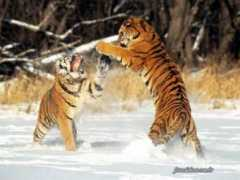 Tigres