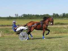 Timoko