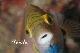 Tordo