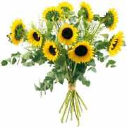 Tournesol