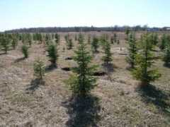 Treefarm