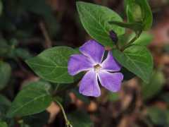 Vinca