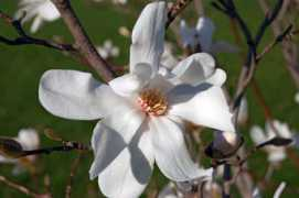 Whiteflower