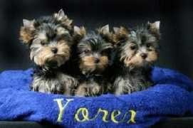 Yorkies