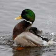 vancouverislandbirds.com Aajan