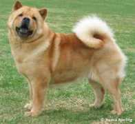 netchows.com Aange