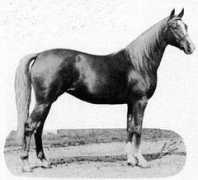 Aarafa