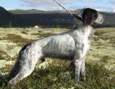 Aasmul