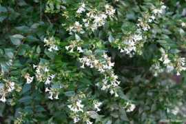 Abelia