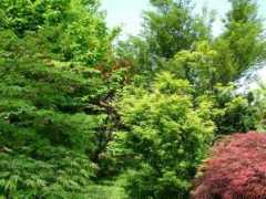 compagniadelgiardinaggio.it Aceri