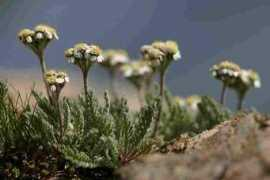 imagesnature.free.fr Achnan