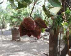 Achote
