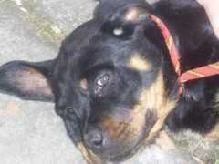 planetaljubimaca.com Acimov